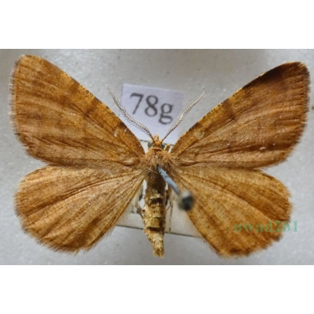 Macaria brunneata (Thunberg, 1784) Witalnik rdzawiak Czech78g